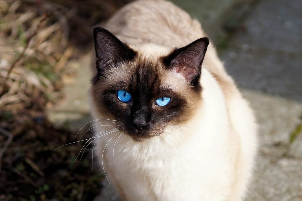 siamese