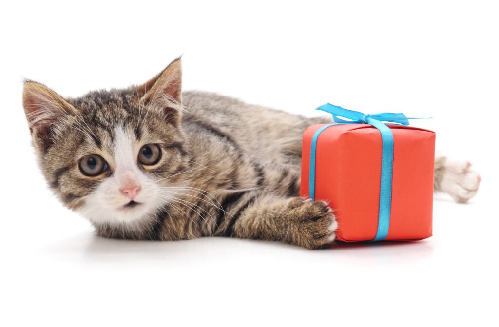 cat-gift