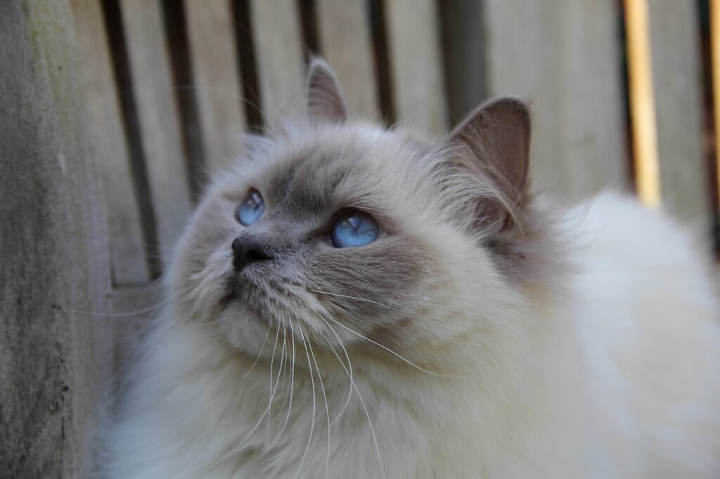 ragdoll