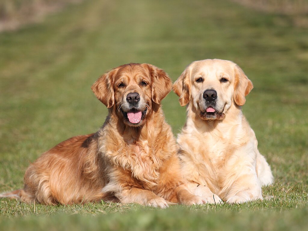 Golden Retriver