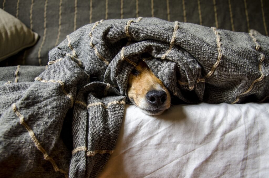 dog-under-blanket