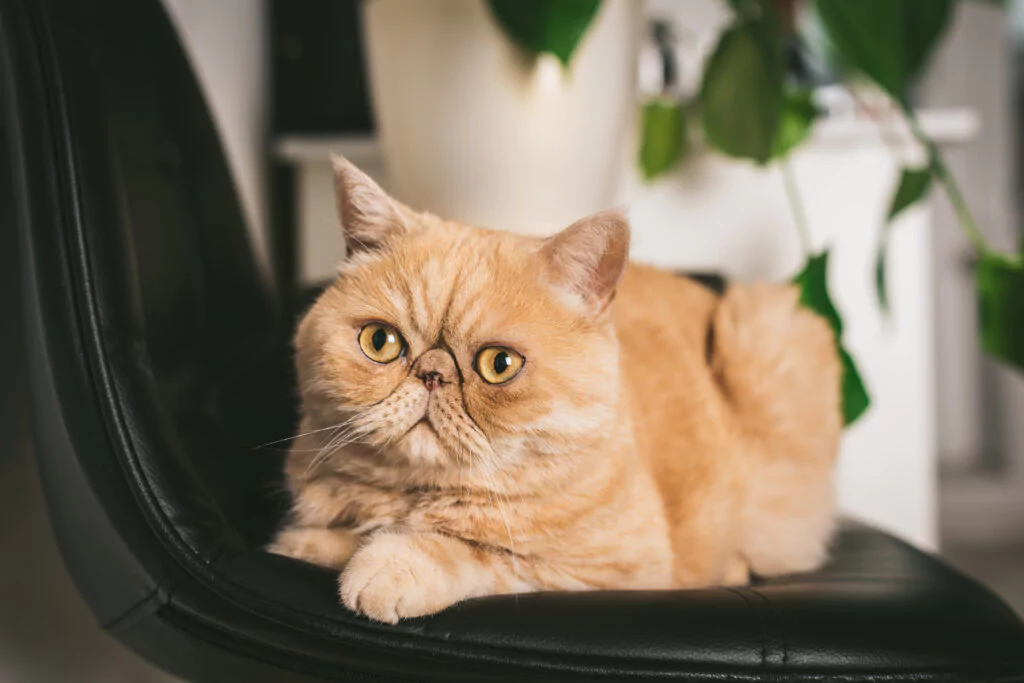 exoticshorthair