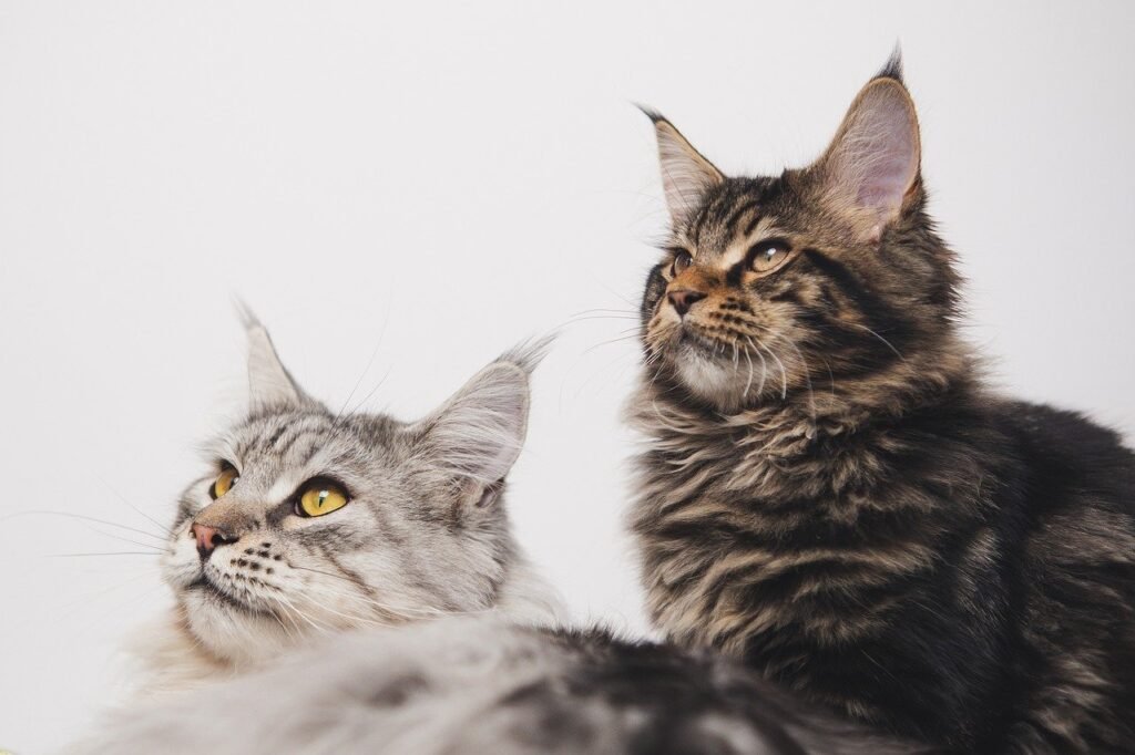 maine-coon