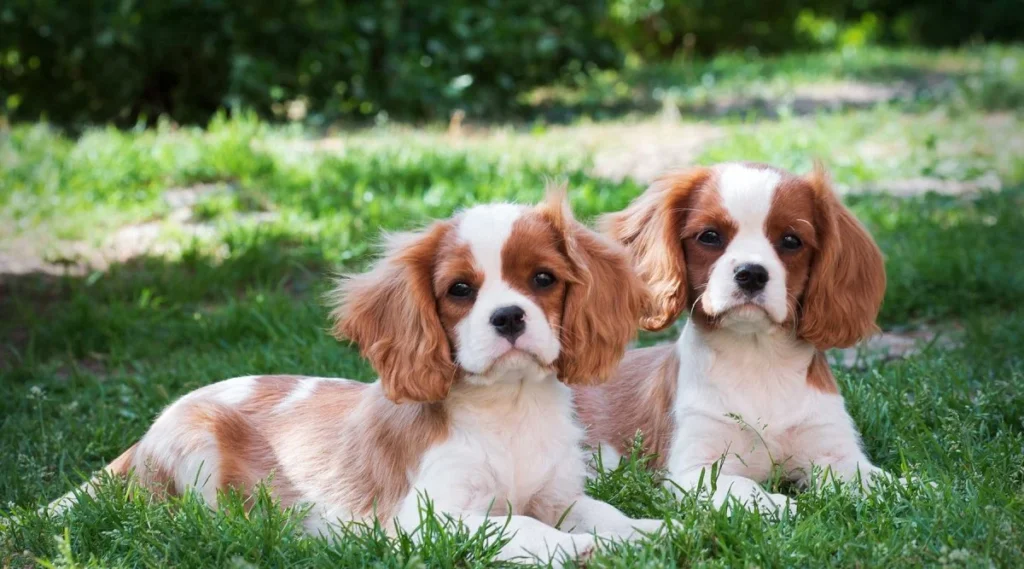 cavalier-king-charles-spaniel