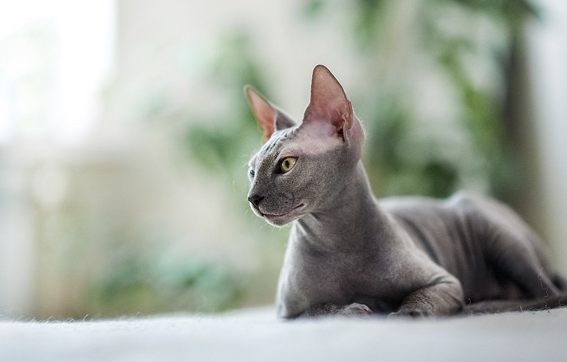 sphynx