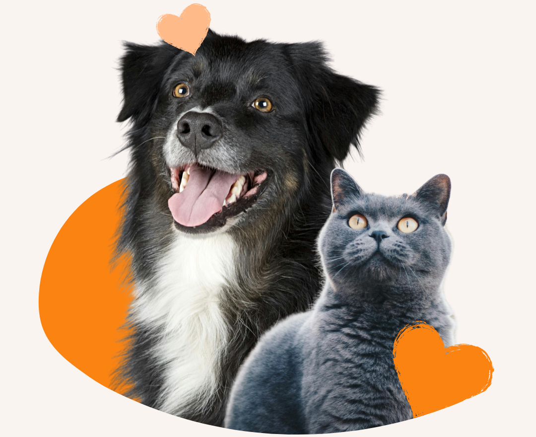 brandonjournal-where-passion-for-pets-comes-to-life