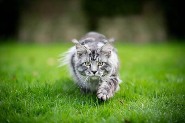 maine-coon-on-gras