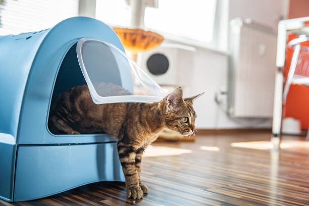 cat-using-litter-box