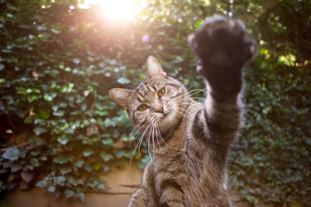 american-shorthair-at-sun