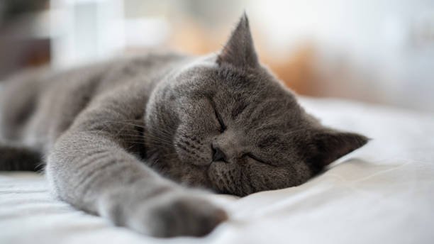 british-shorthair-in-bed