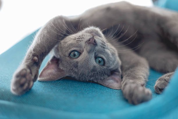 russian-blue-laying-down