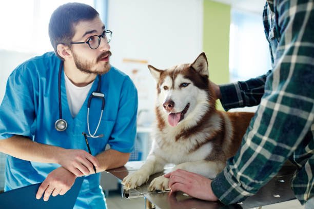 husky-dog-at-vet